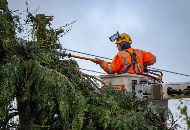 Best Tree Trimming and Pruning  in Bardmoor, FL