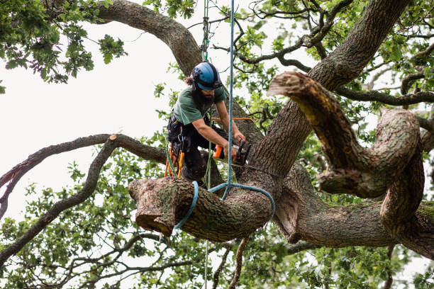 Best Tree Removal  in Bardmoor, FL