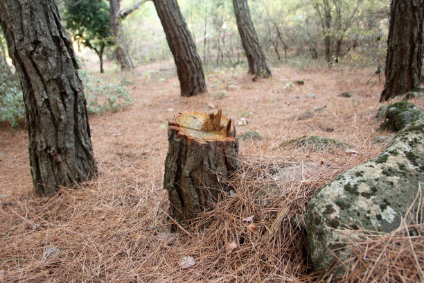 How Our Tree Care Process Works  in  Bardmoor, FL